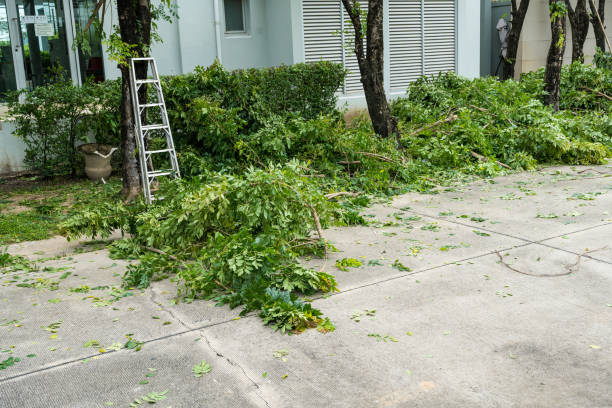 The Steps Involved in Our Tree Care Process in Waldo, AR